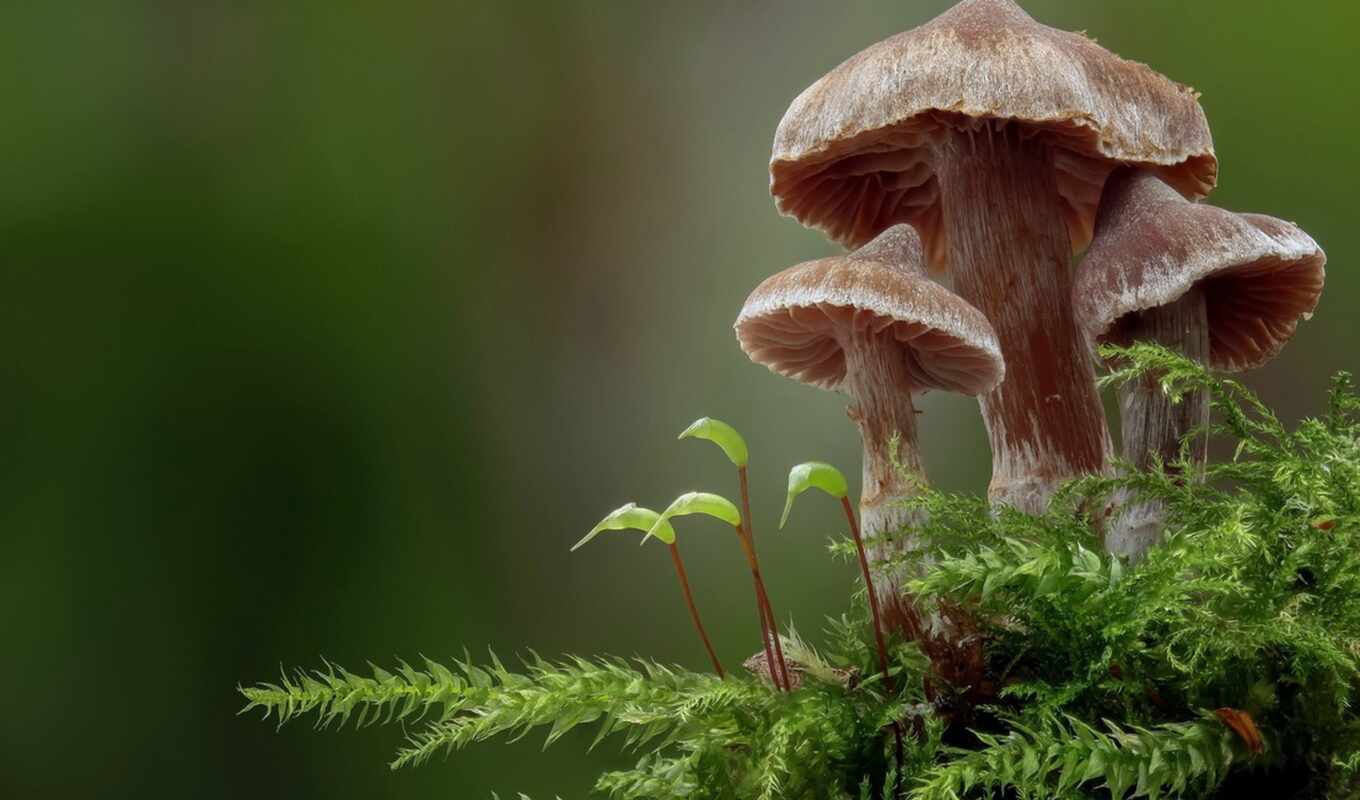 nature, plant, mushroom, basidiomyco