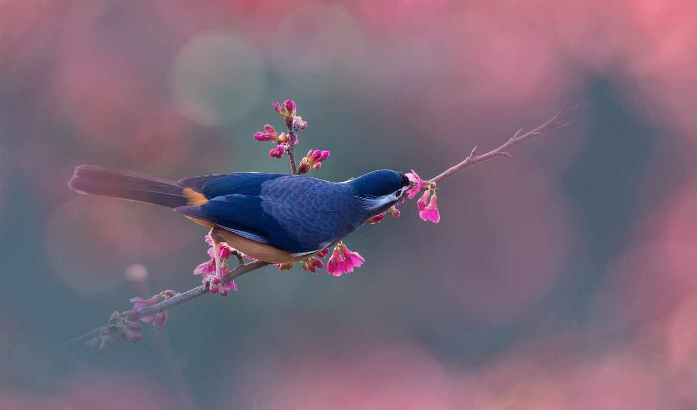 Sakura, bird, branch