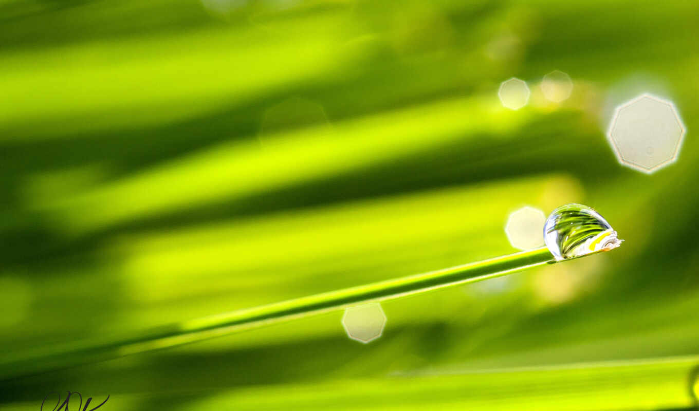 фото, drop, трава, сегодня, animal, роса, утро, foto, libre, pixabay, makryi