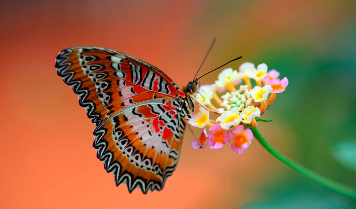 flowers, macro, butterfly, wings