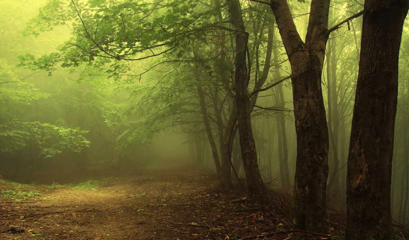 природа, зелёный, лес, landscape, pinterest, река, misty, bosques