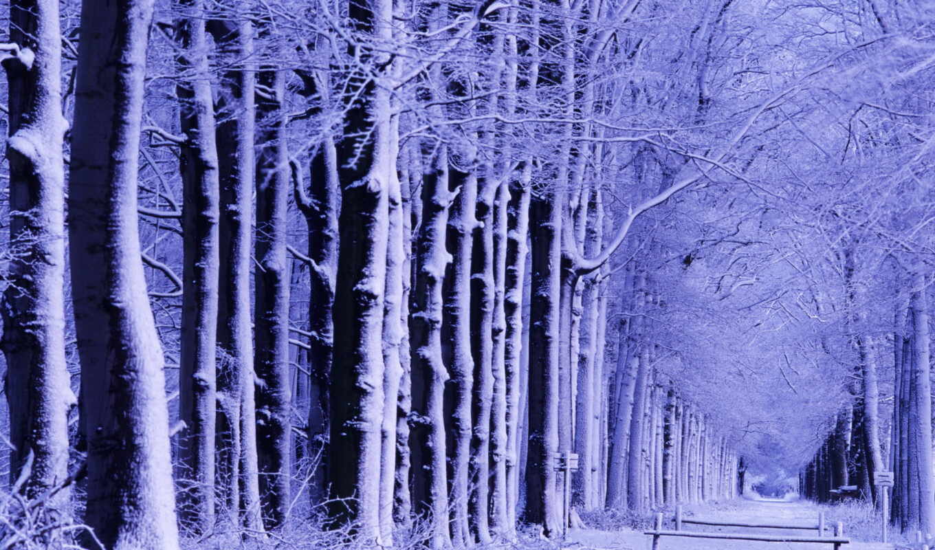 winter, лес, дорога, trees, зимние, сказочный, снега, фиолетовым, оттенком