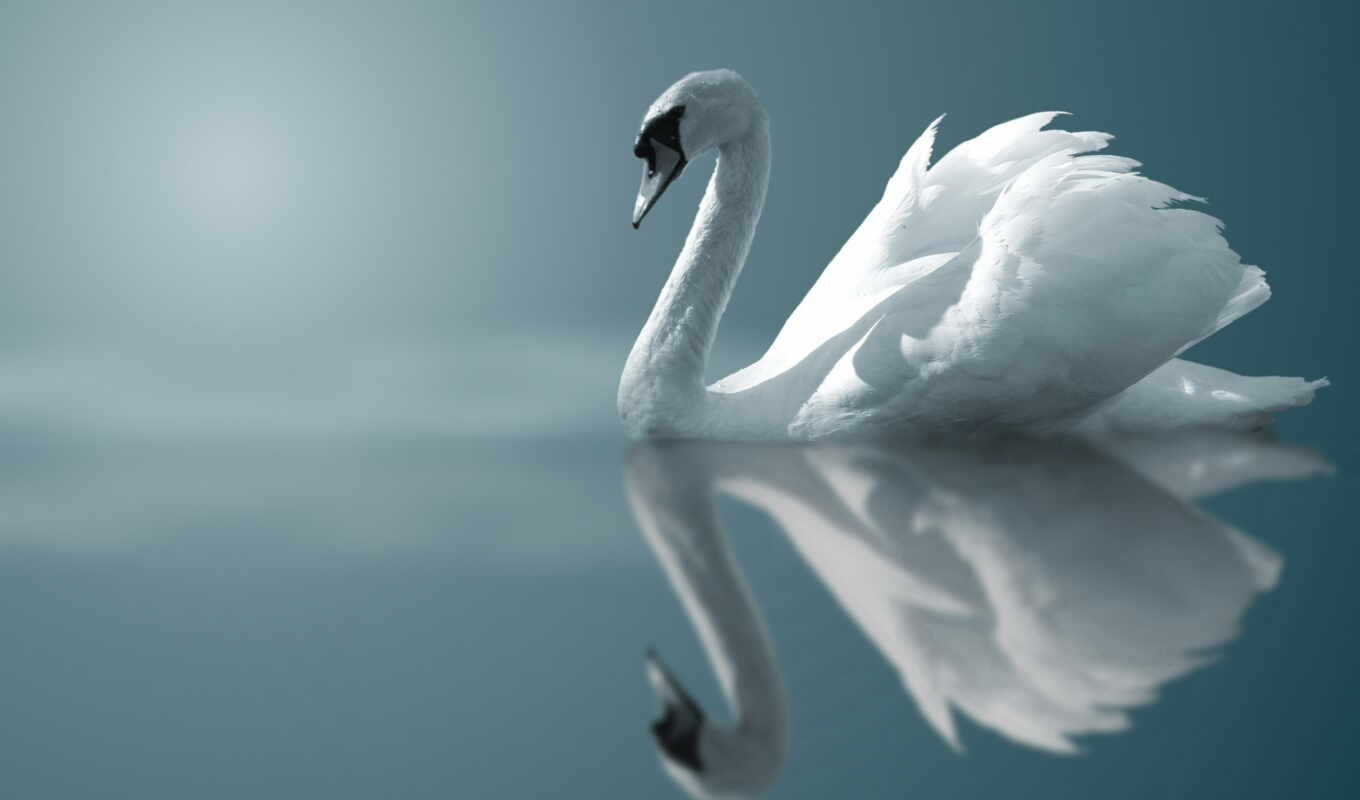 white, see, bird, animal, title, swan, quote, tension, photo wallpapers
