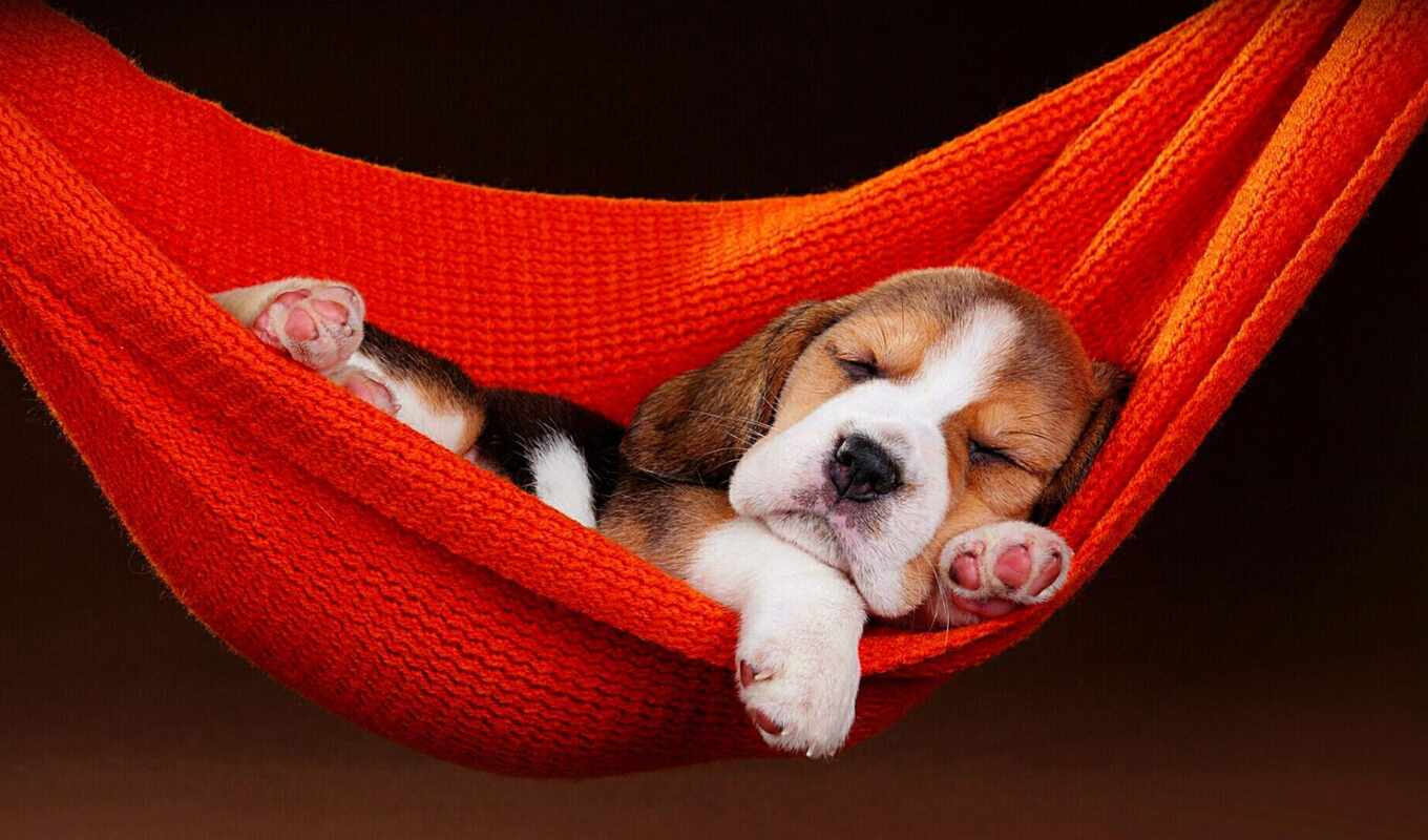 cute, собака, щенок, спать, animal, beagle, гамак