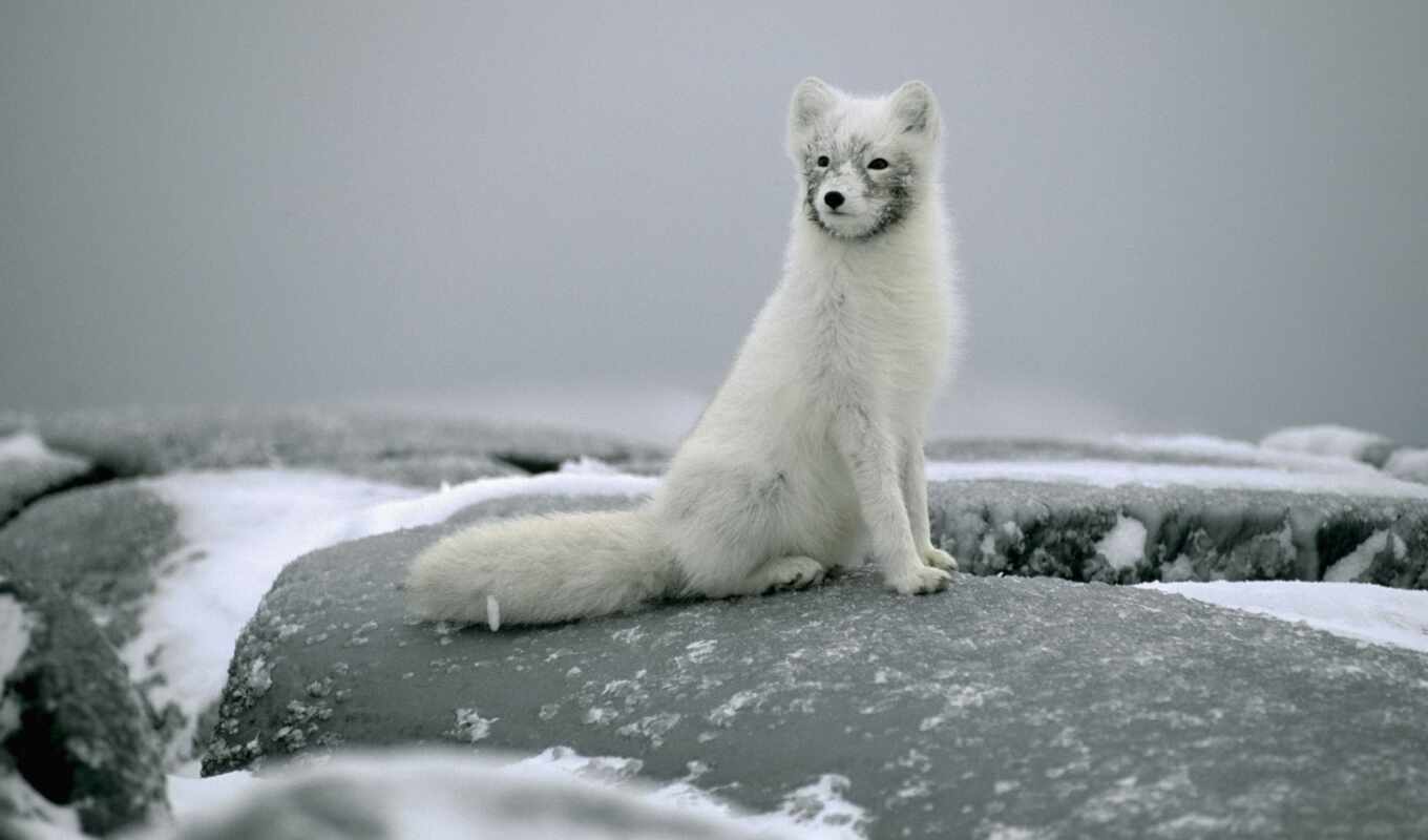 снег, фокс, animal, sit, arctic