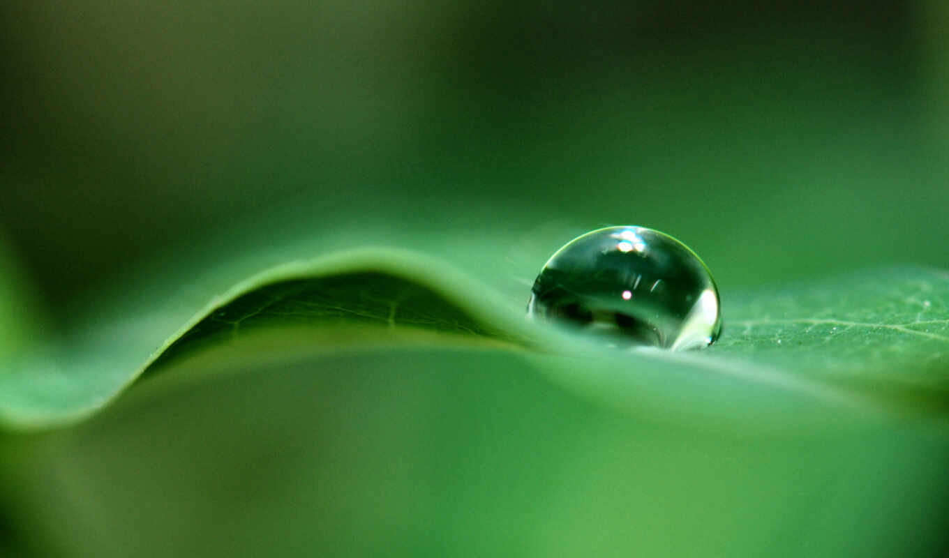 drop, drops, dew, a drop, plants, droplets