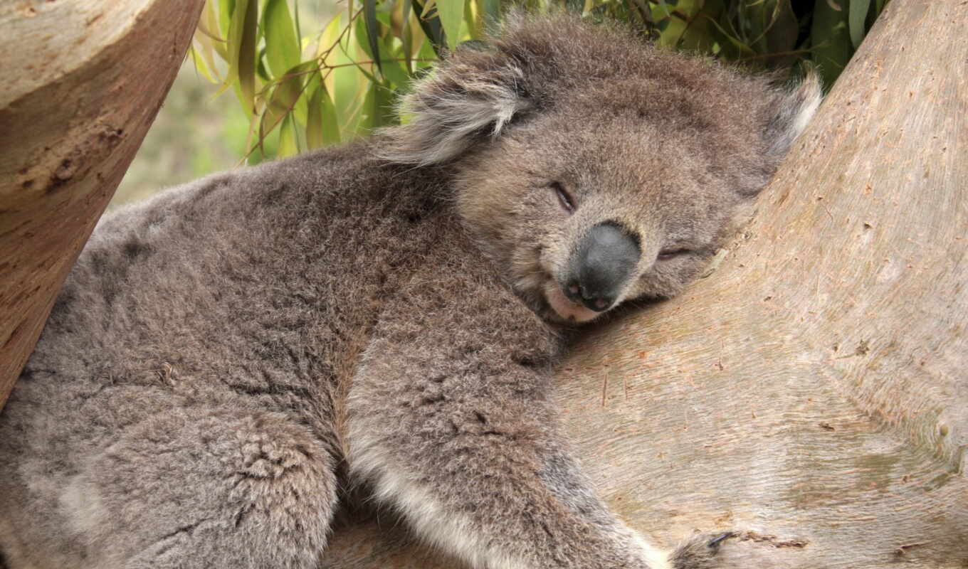 sleeping, яndex, trees, how, got it, koala, coal, scientists, news, coal, hugging
