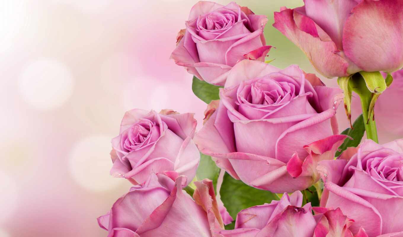 роза, розовый, букет, цветы, stokovyi, красивый, white, modular,