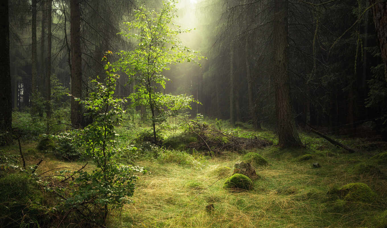 nature, smoke, tree, forest, dew, morning
