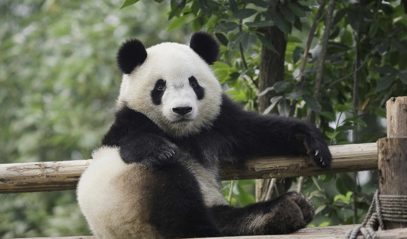 panda, because
