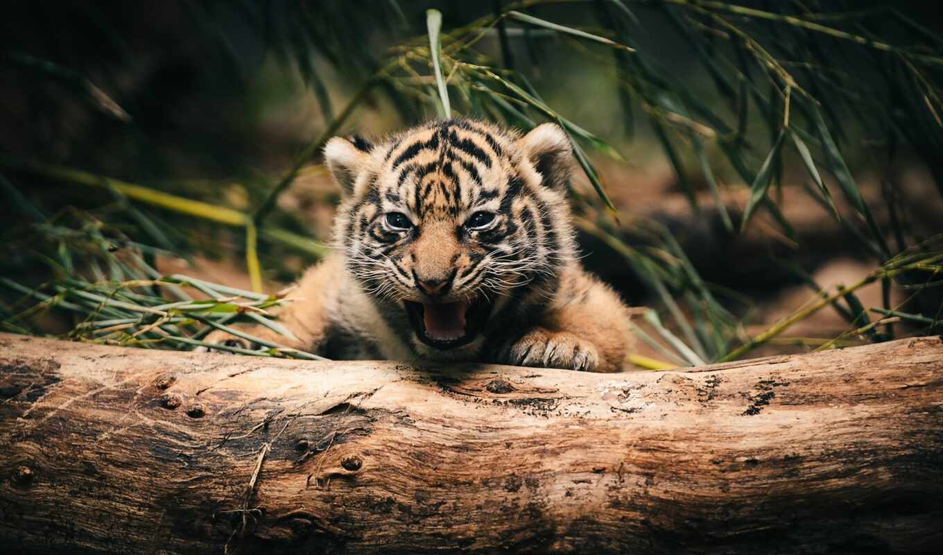 кот, log, тигр, animal, baby