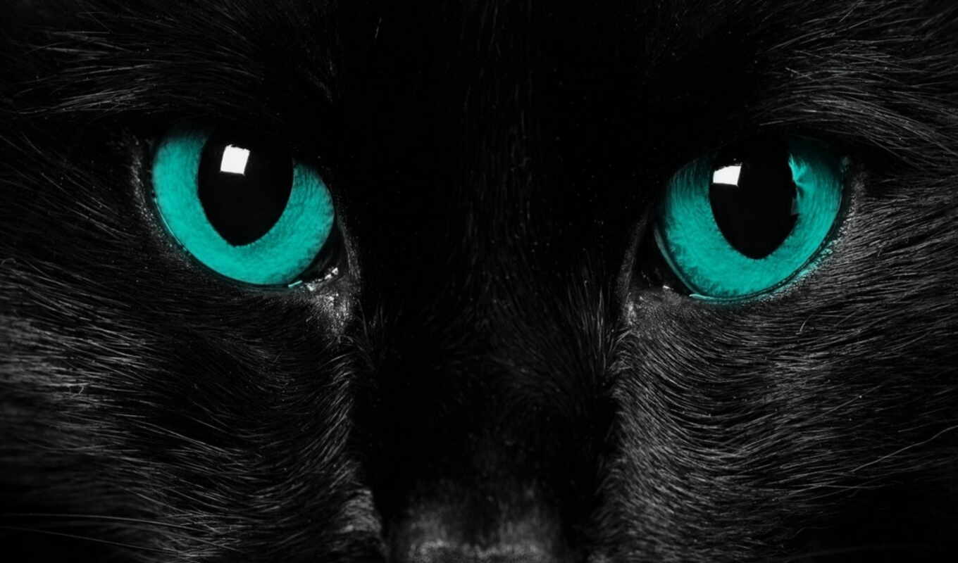 black, eye, cat, animal