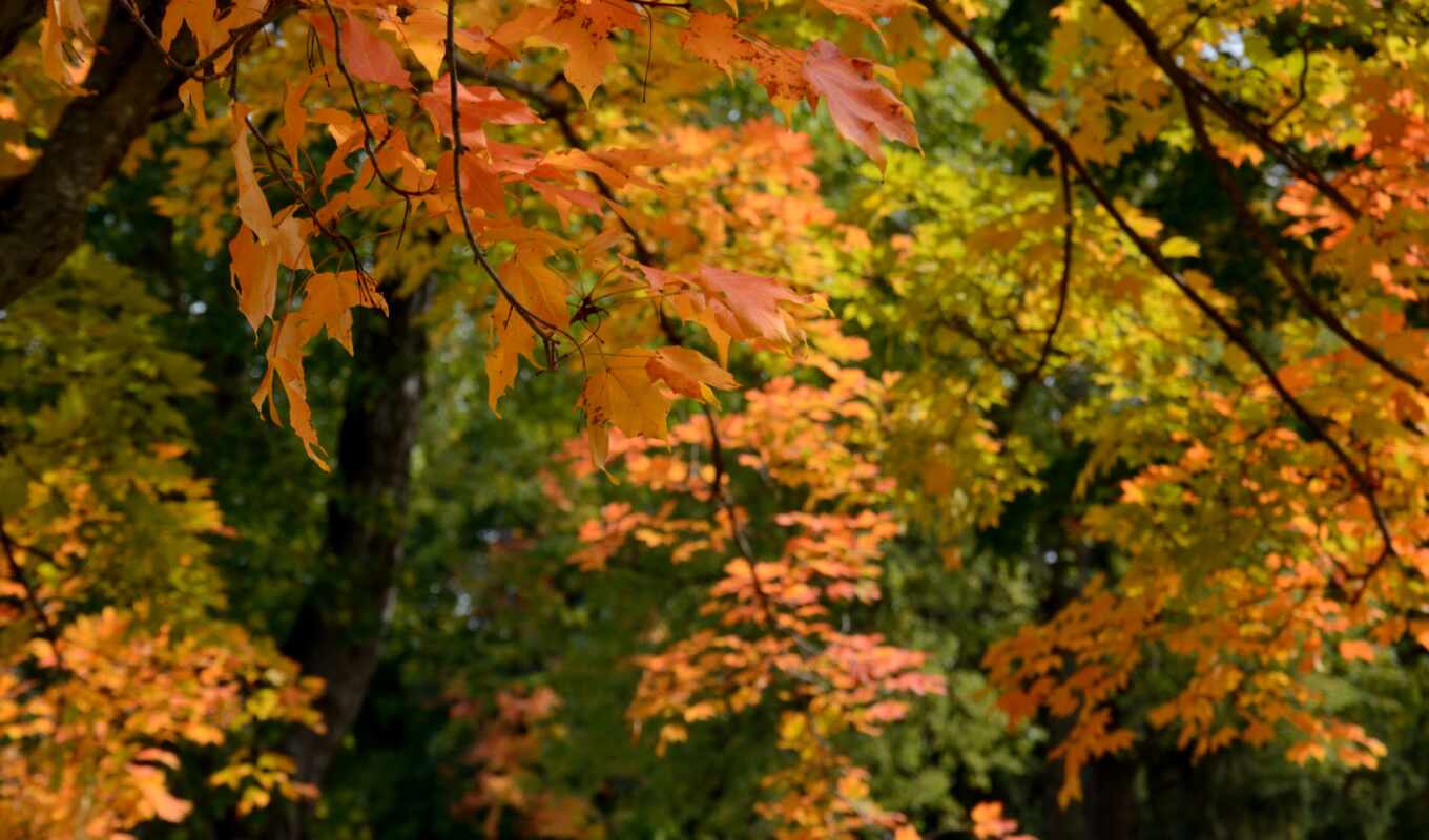 high, tones, leaves, autumn, trees