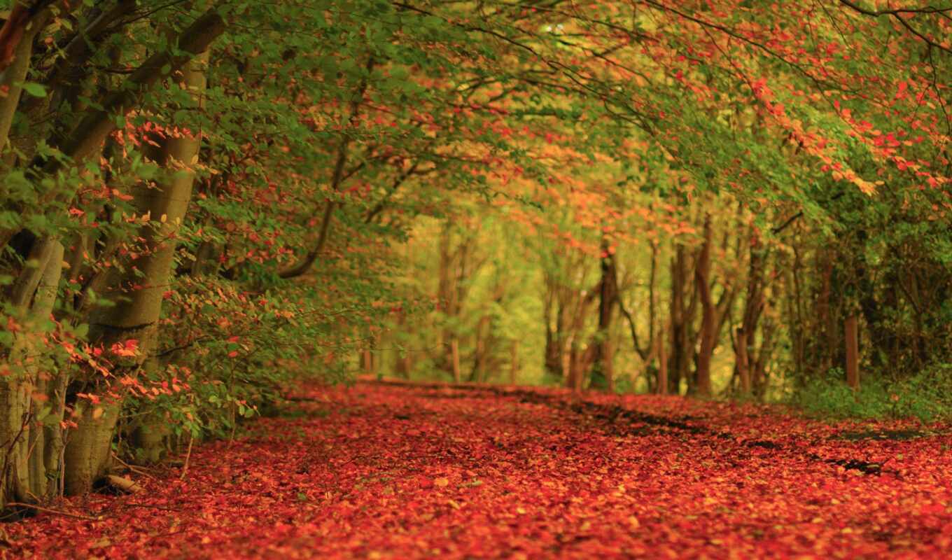 природа, осень, листва, trees, ковёр