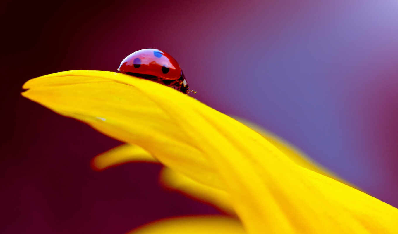 desktop, фон, изображение, тв, ladybug