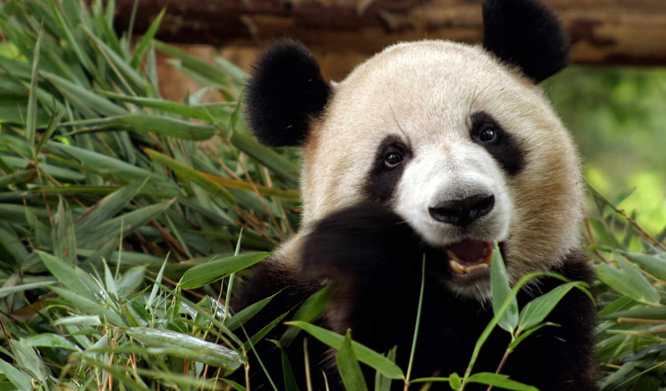 взгляд, white, панда, медведь, морда, animal, малыш, бамбук, баз