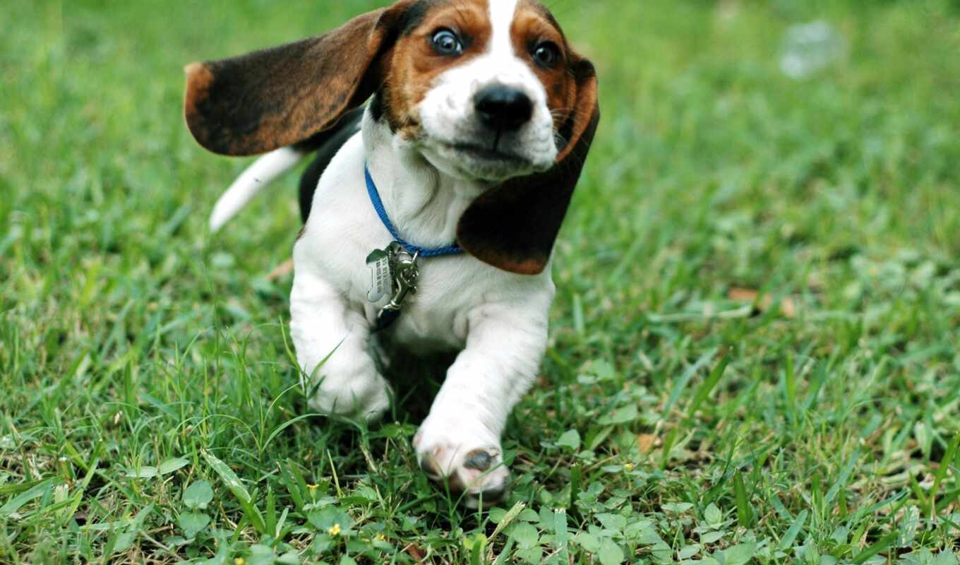 биг, собака, little, щенок, порода, beagle, funny, бежать, миро, бассет