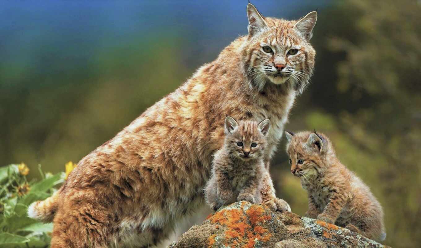 кот, animal, детёныш, baby, рысь