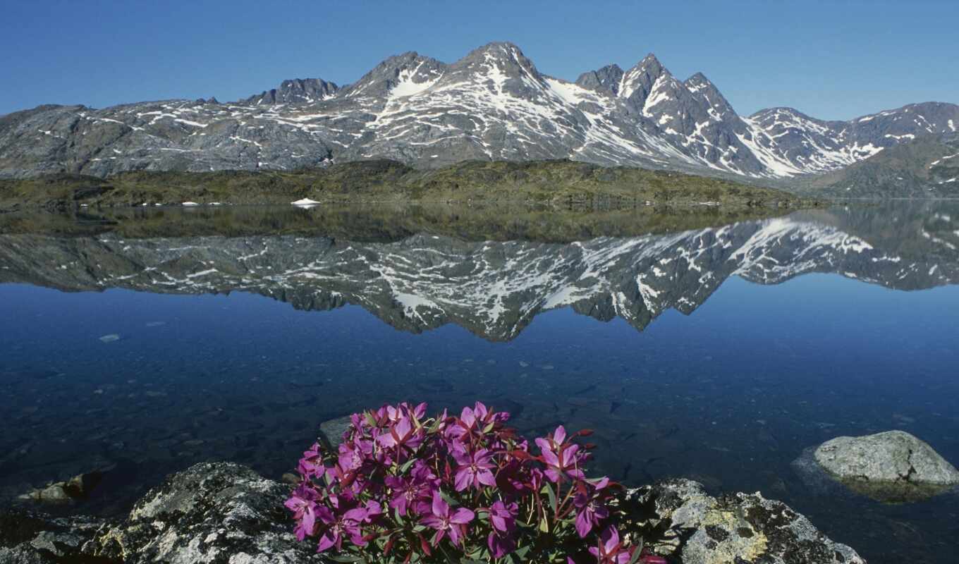 lake, flowers, water, snow, mountain, landscape, greenland