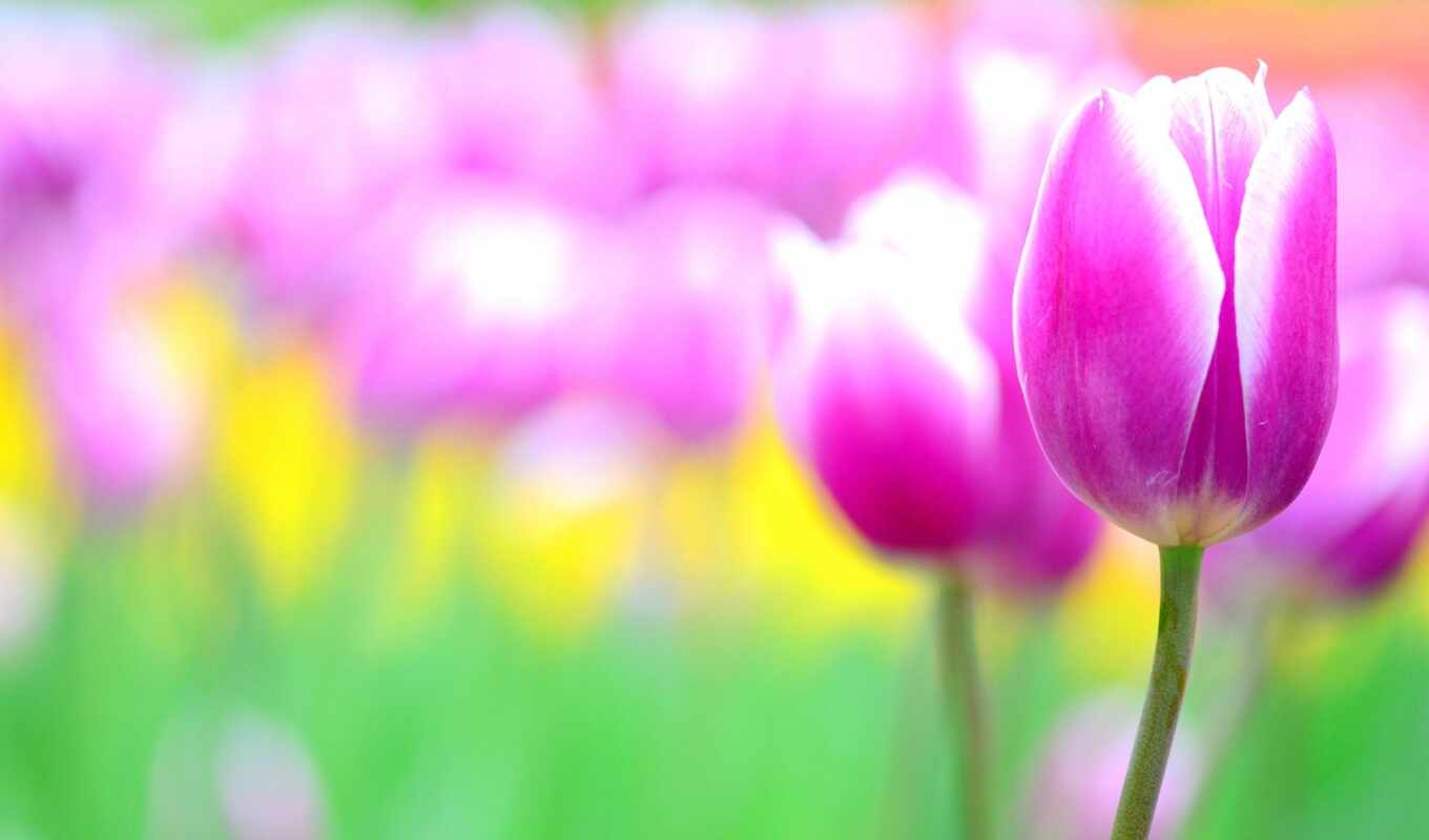 flowers, pink, plant, tulip, blurring