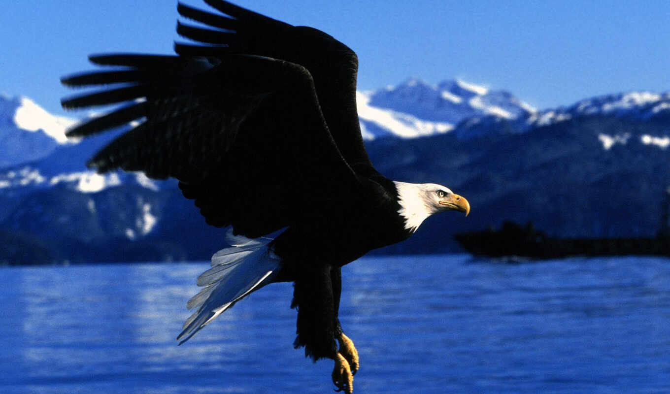 desktop, animals, photography, birds, animals, eagle, alaska, easy, landing, audio, eagles