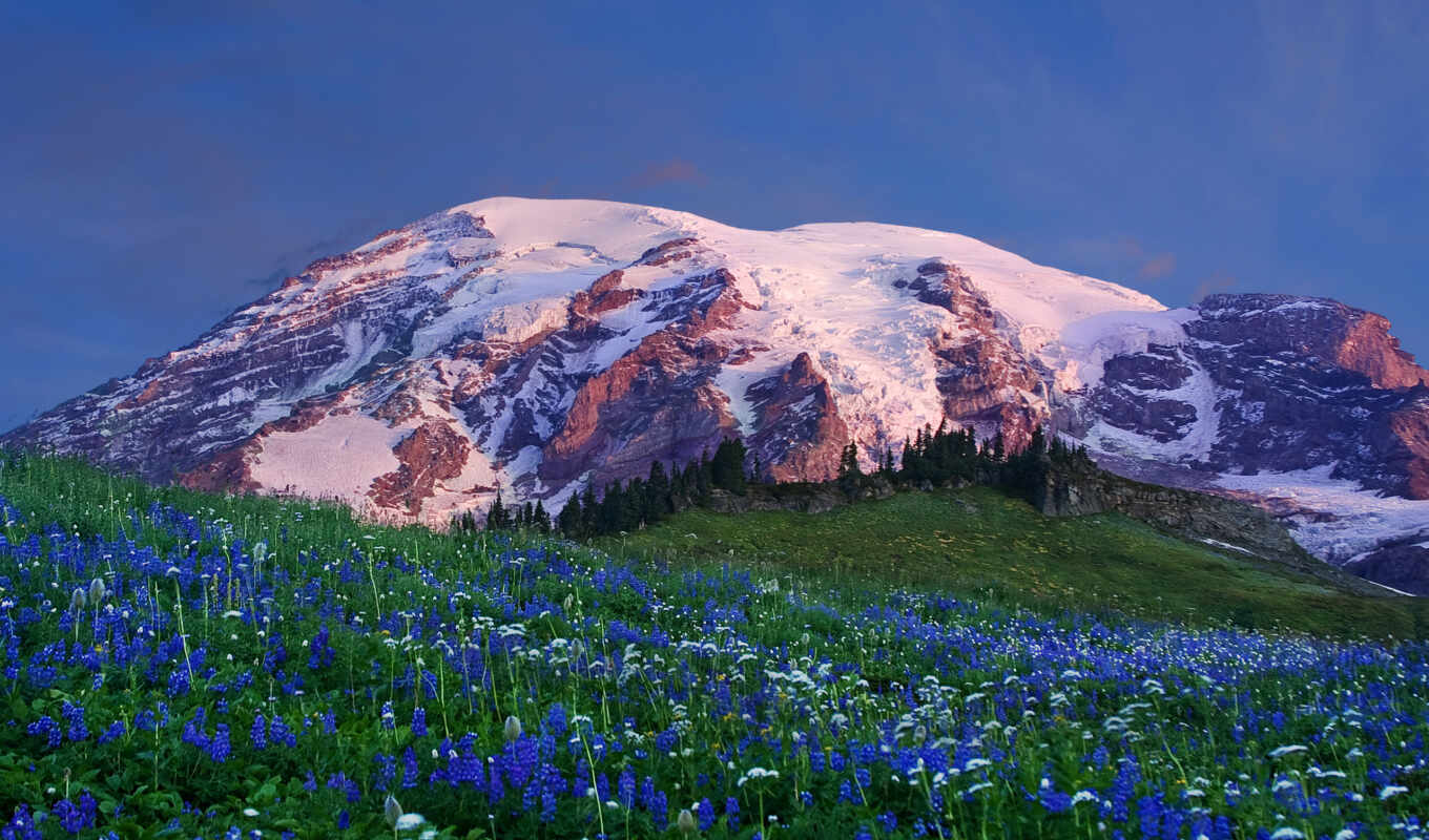 горы, цветы, снег, пейзажи, вершина, поляна, hallpic