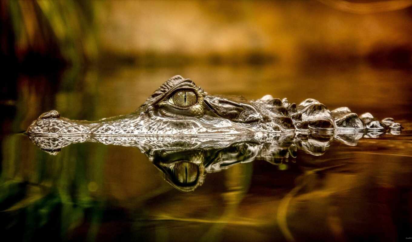 eye, water, crocodile, muzzle, mouth, pond, water, zhivotnye, look, waters, crocodiles