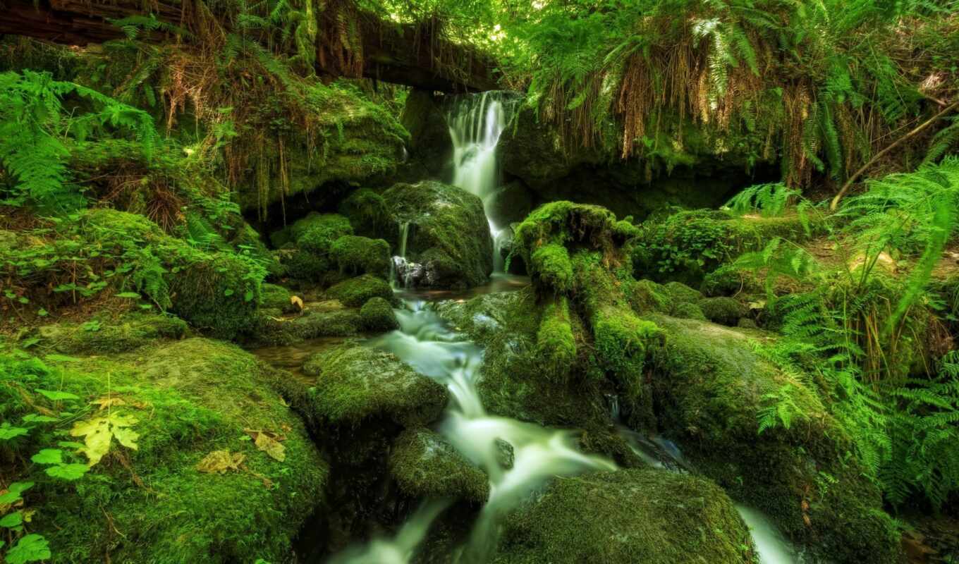 forest, moss, waterfall, fern