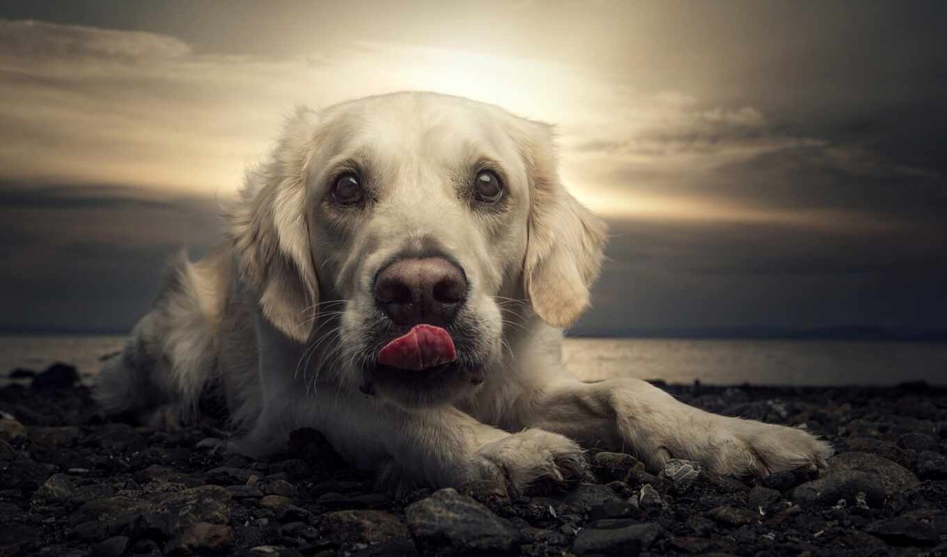 sunset, beach, dog, portrait, dogs, Labrador, animal, editor, faces, selphi