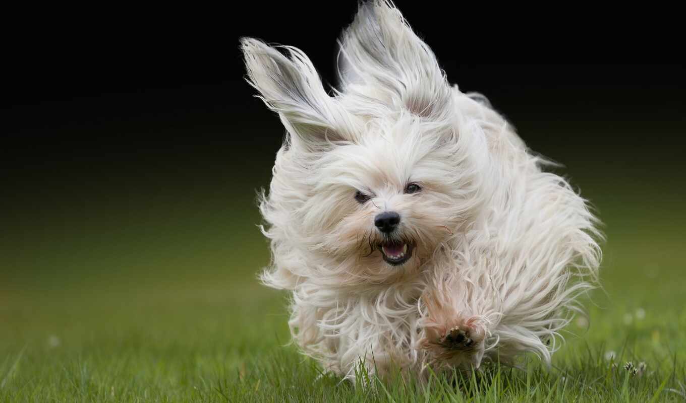pictures, grass, dog, dogs, dogs, wool, the moment, run, havana, bichon