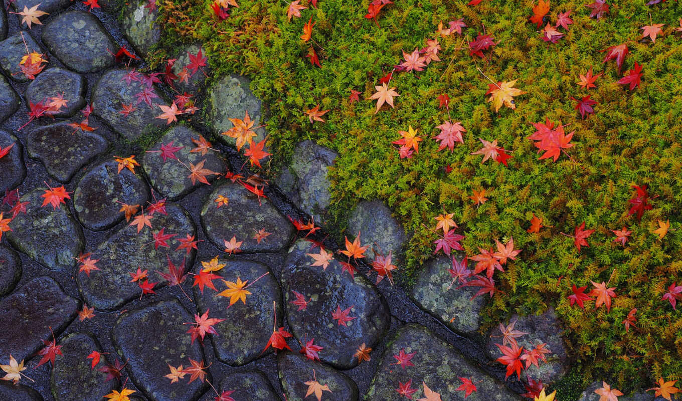 nature, flowers, sheet, tree, stone, mountain, april, autumn, leaf