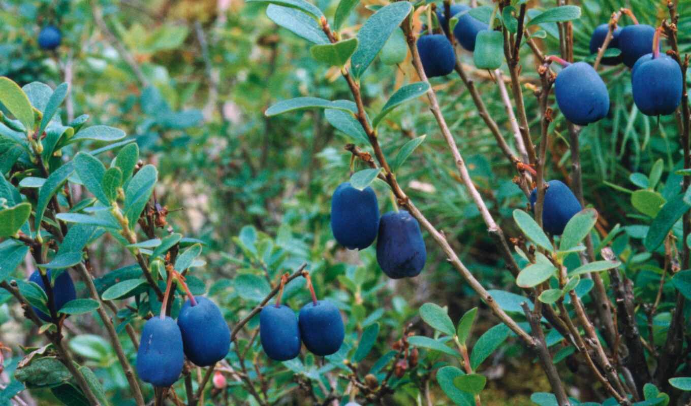 skin, taste, they, help, difference, yes, blueberries, differ, deciduous, display