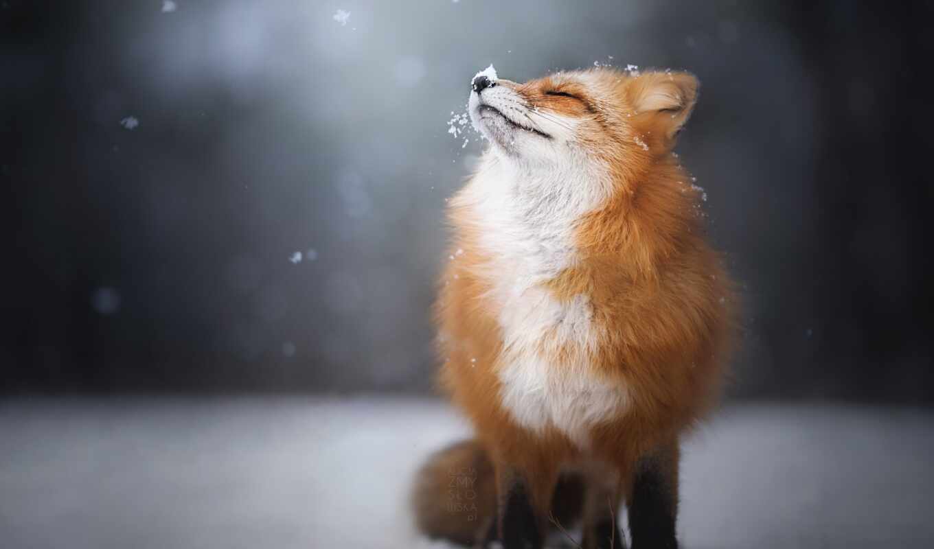 red, snow, fox