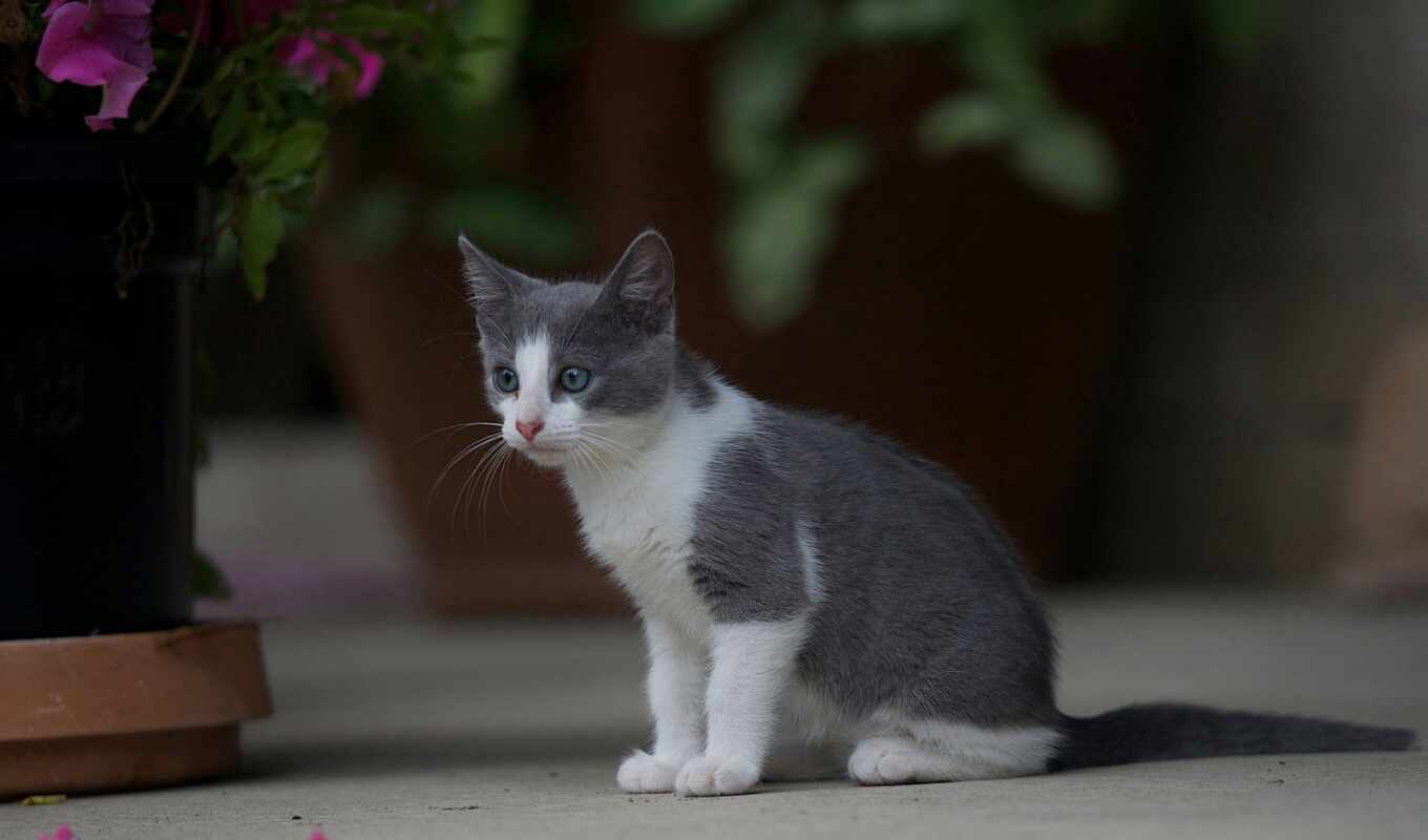 white, серый, кот, котенок, oir