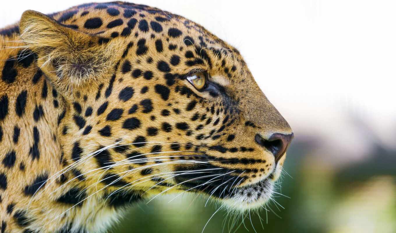 взгляд, profile, леопард, хищник, морда