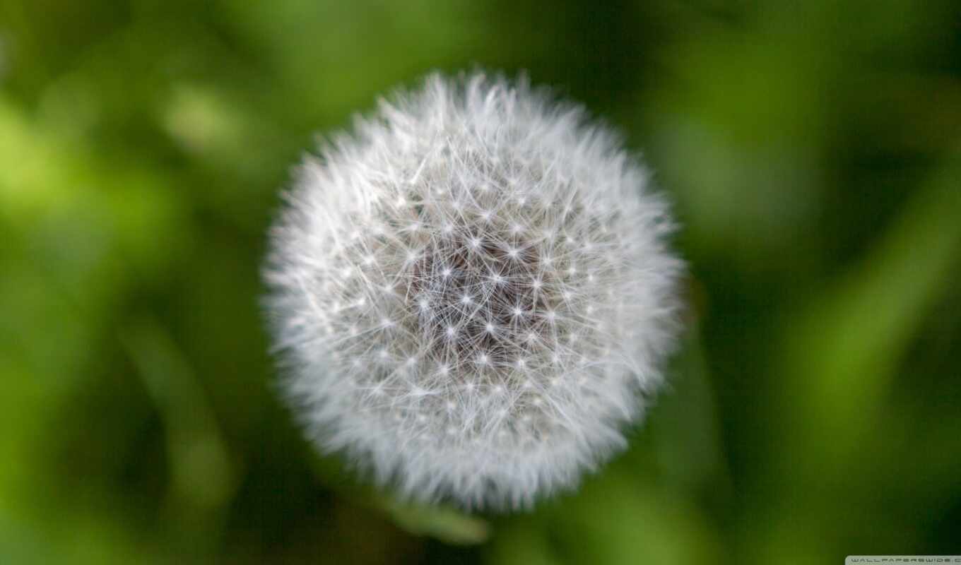 dandelion, plant, wish