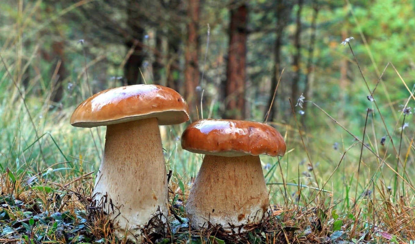 mushroom, даче