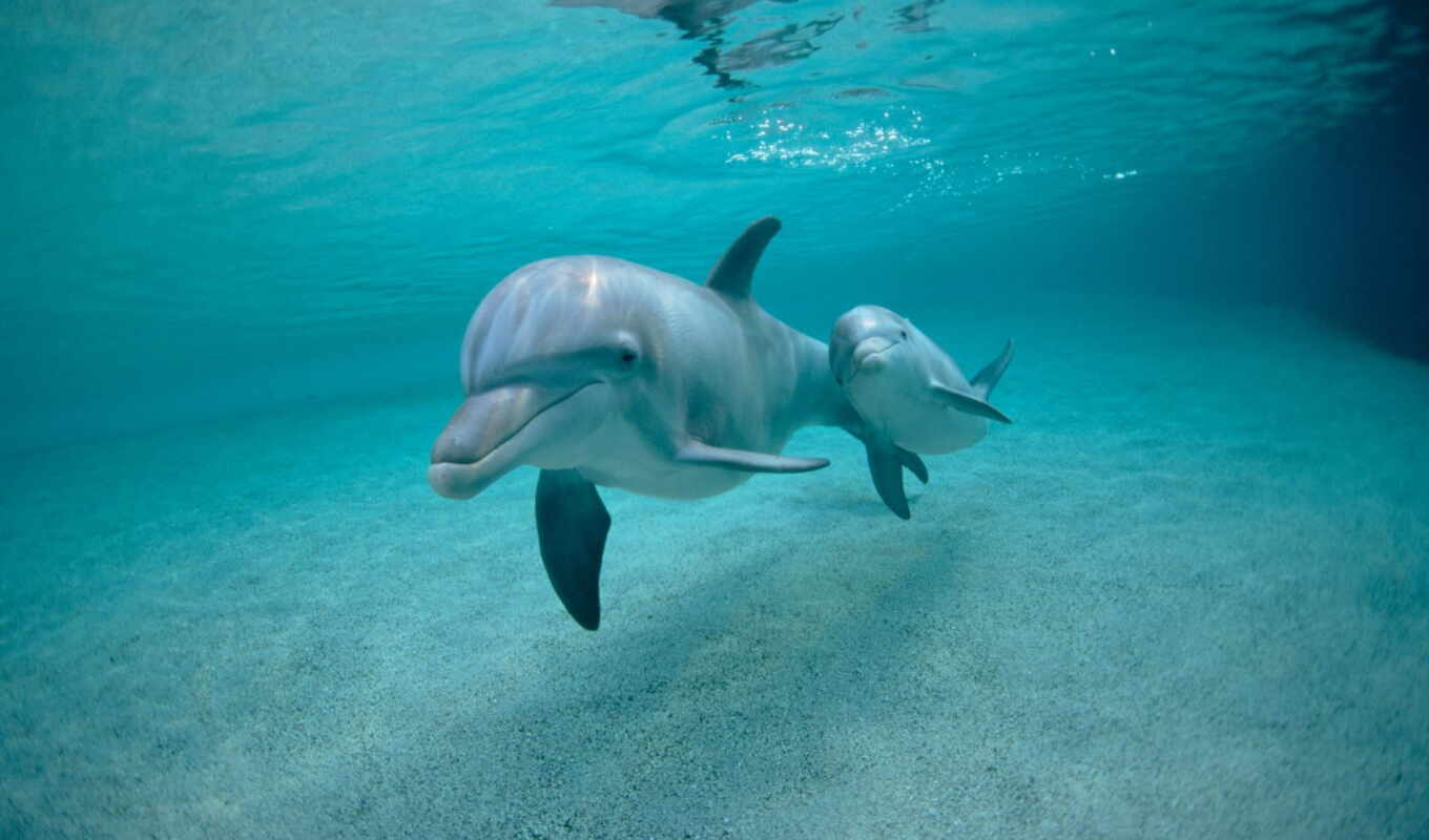 picture, under, world, dolphins, with water, underwater