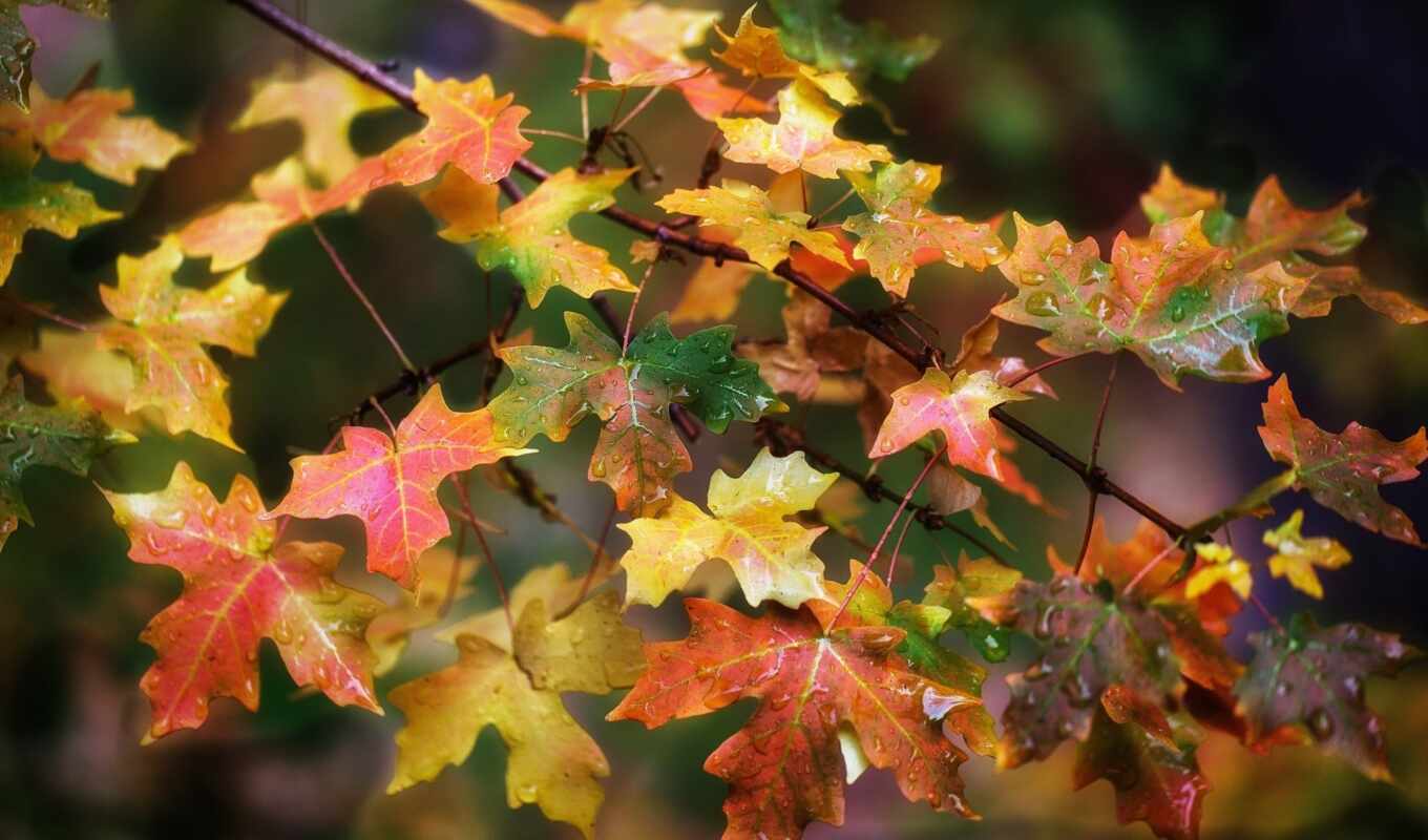 коллекция, user, смотреть, осень, maple, leaf, ed, листьев, osinut