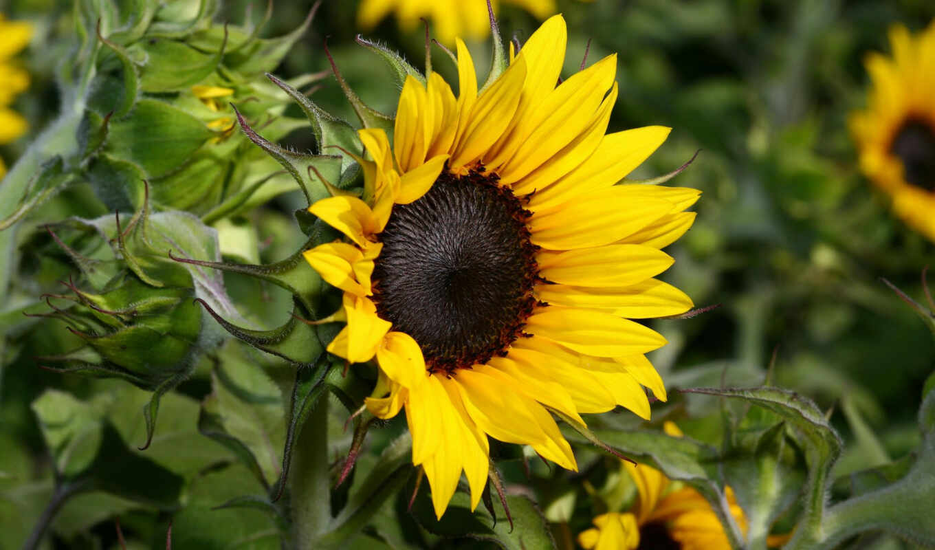 sunflower, seed