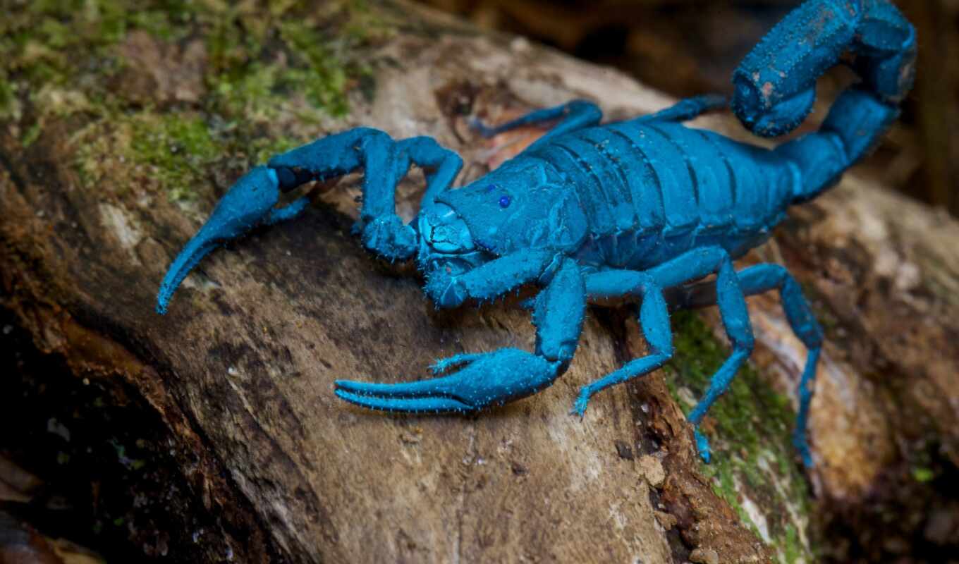 природа, blue, палуба, human, эти, scorpion, move, scorpio