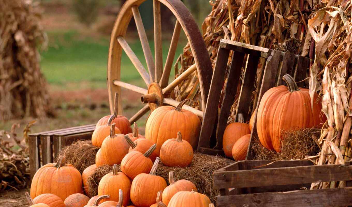 еда, осень, пасть, колесо, оранжевый, halloween, напиток, ферма, тыква, сено