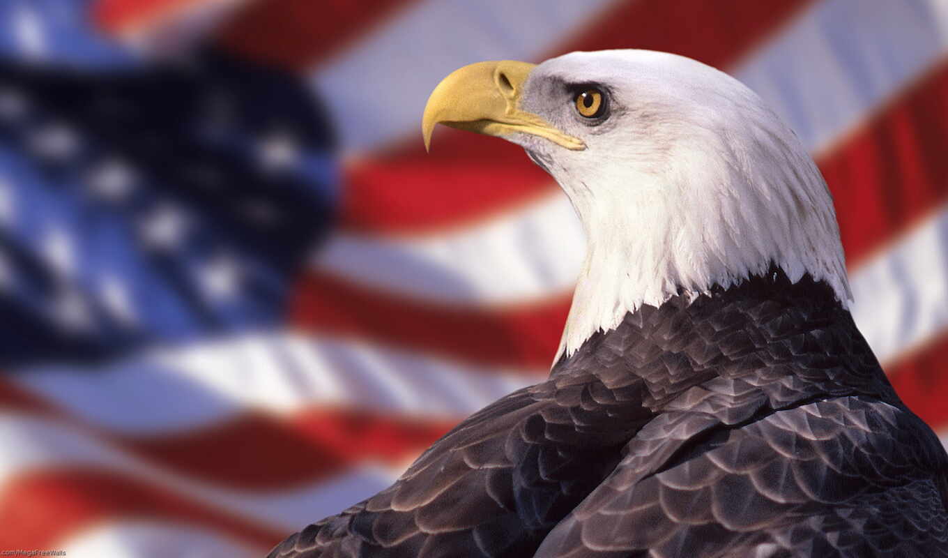 птица, орлан, американский, флаг