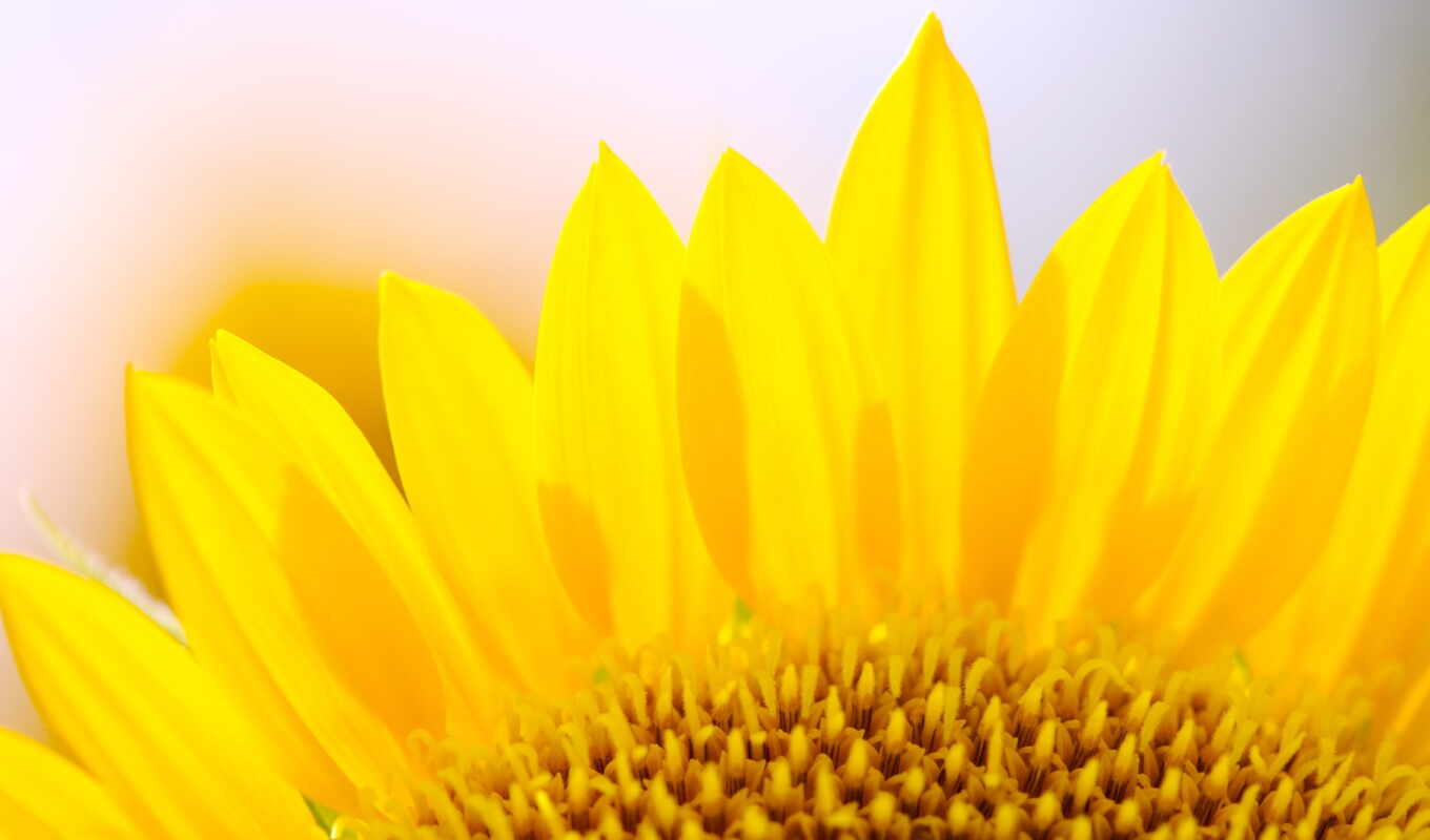sunflower, petal, classpic