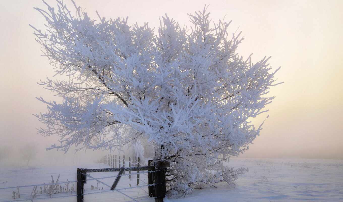 природа, дерево, иней, снег, winter