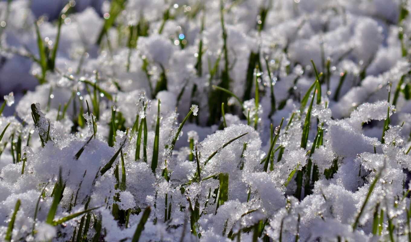 grass, snow, spring, early, funart