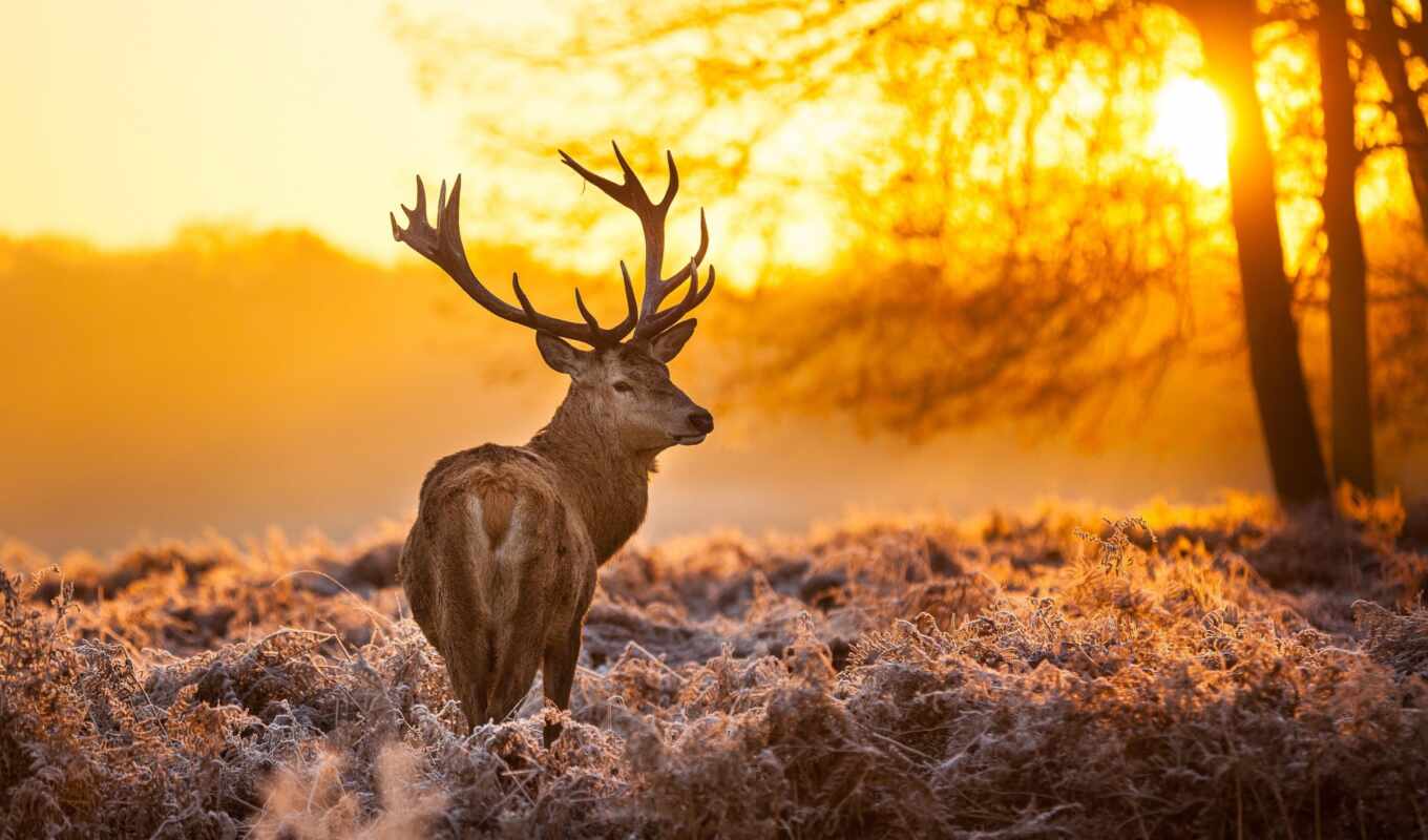 nature, background, sunset, winter, wild, animal, classic, doe, hunt, column, stag