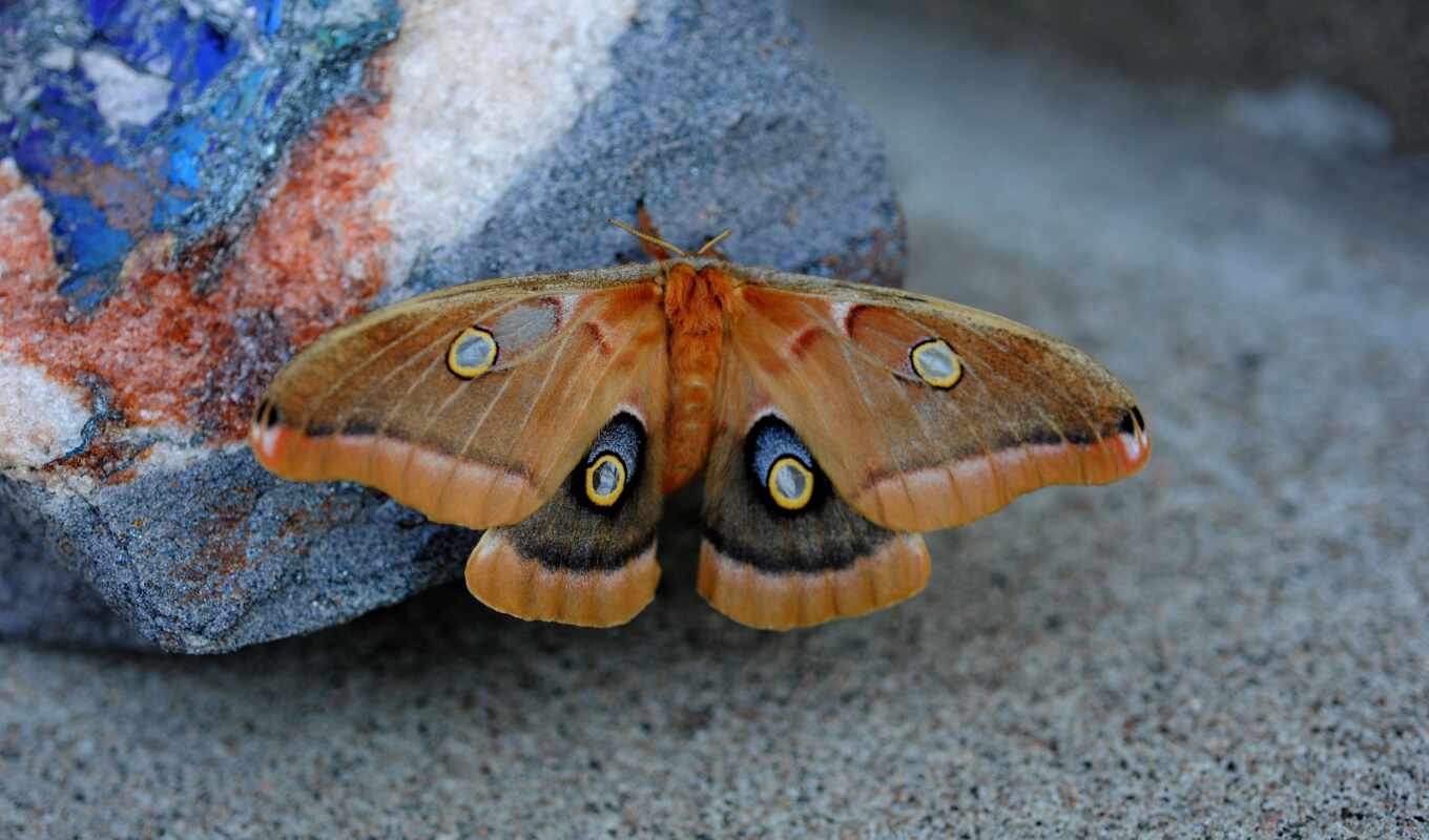 butterfly, wallup