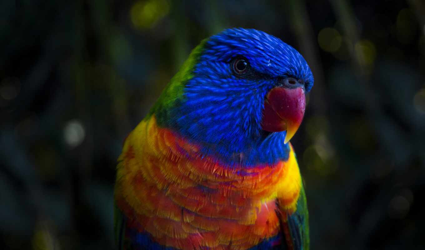 blue, free, red, green, bird, a parrot, yellow, parakeet