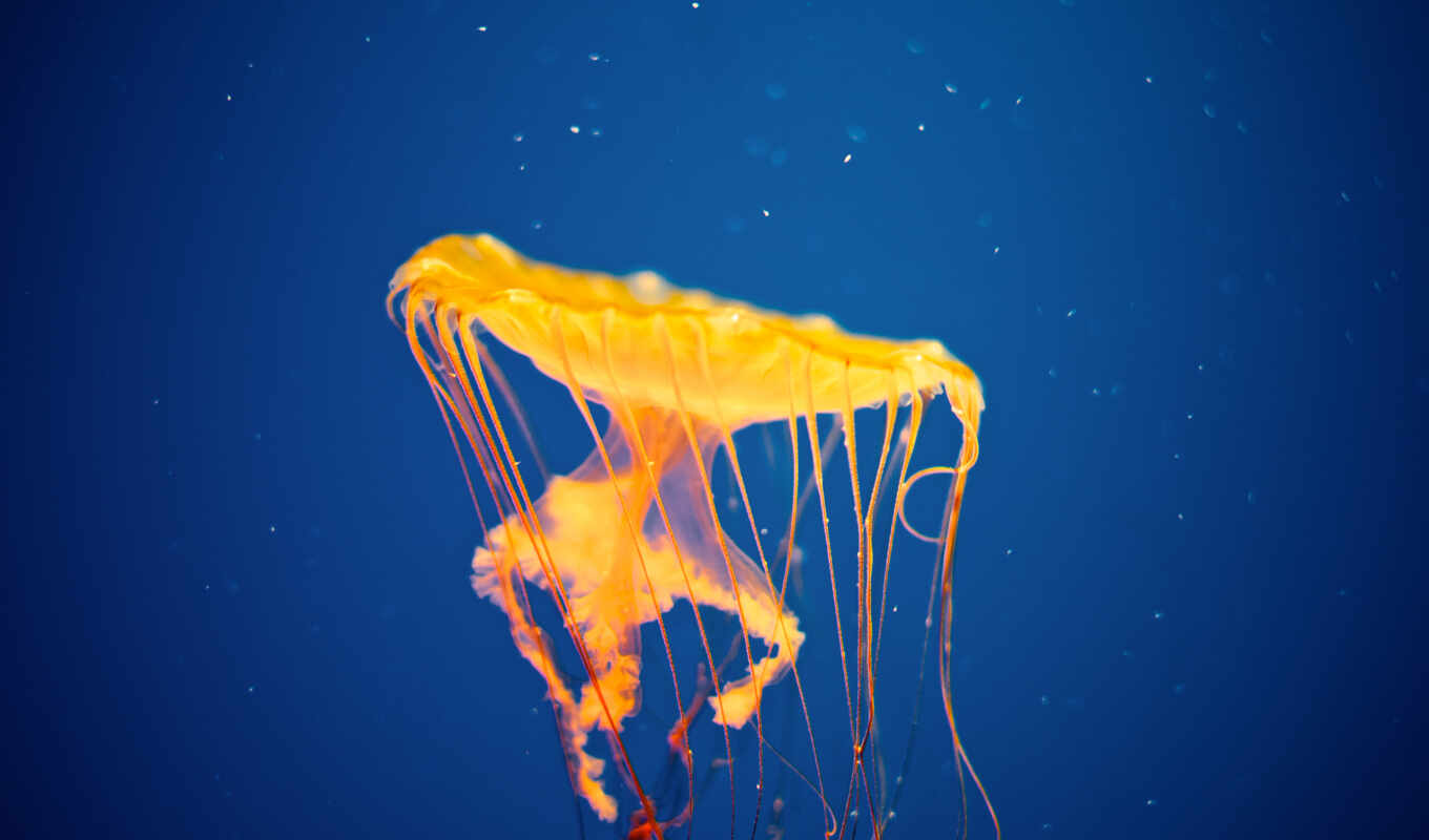 art, желтая, медузы, zhivotnye, streaks